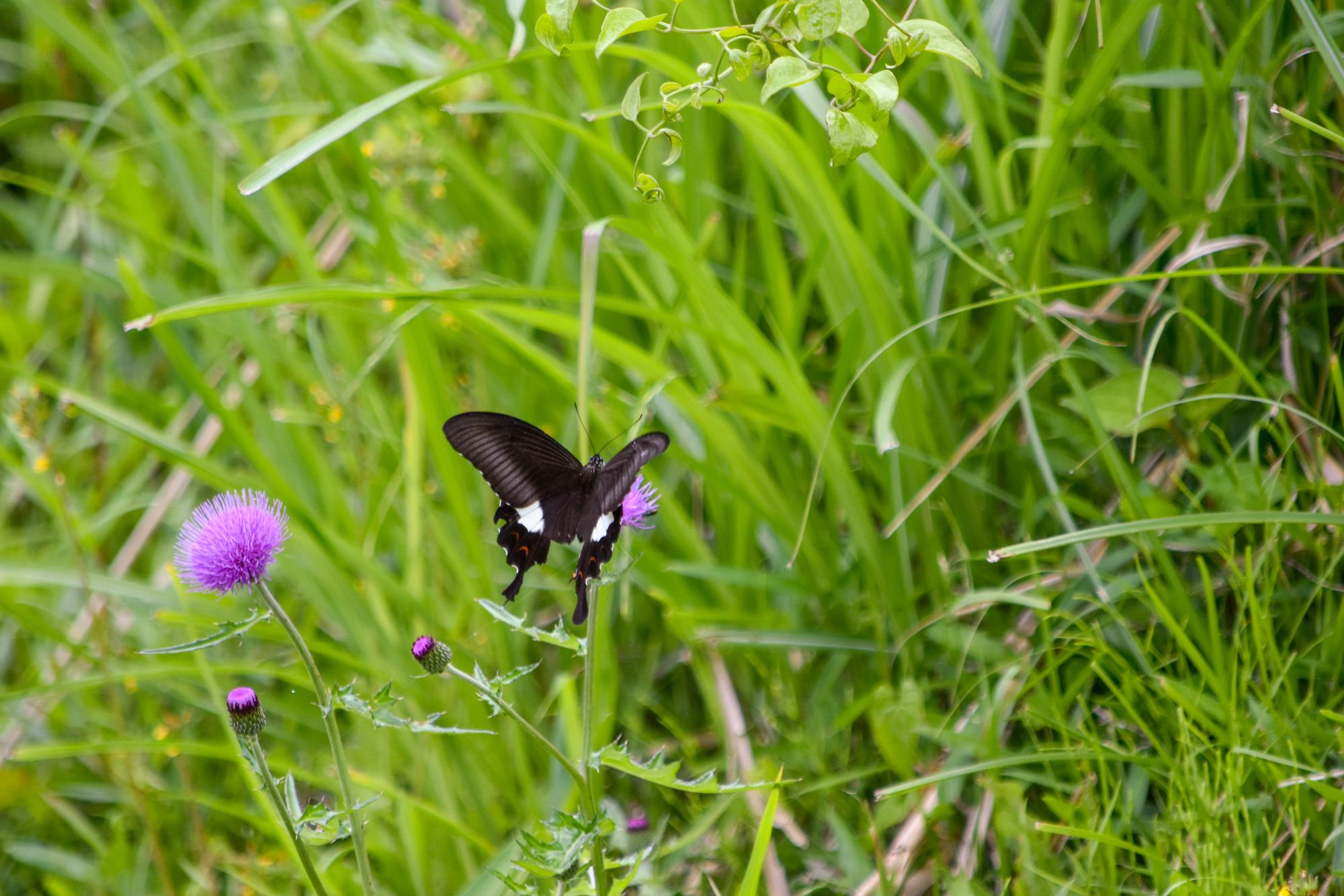 20250610butterfly2