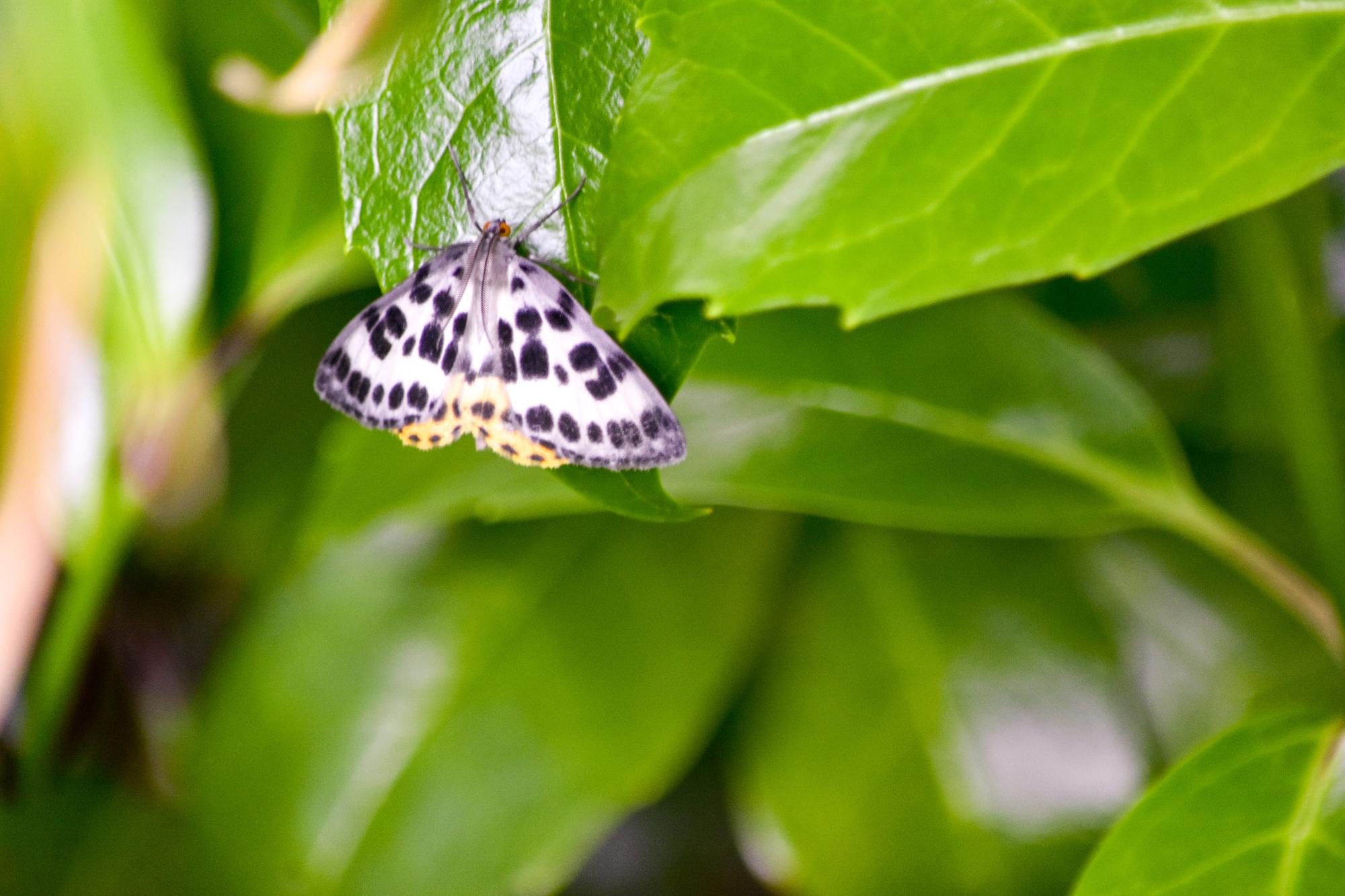 20250610butterfly3