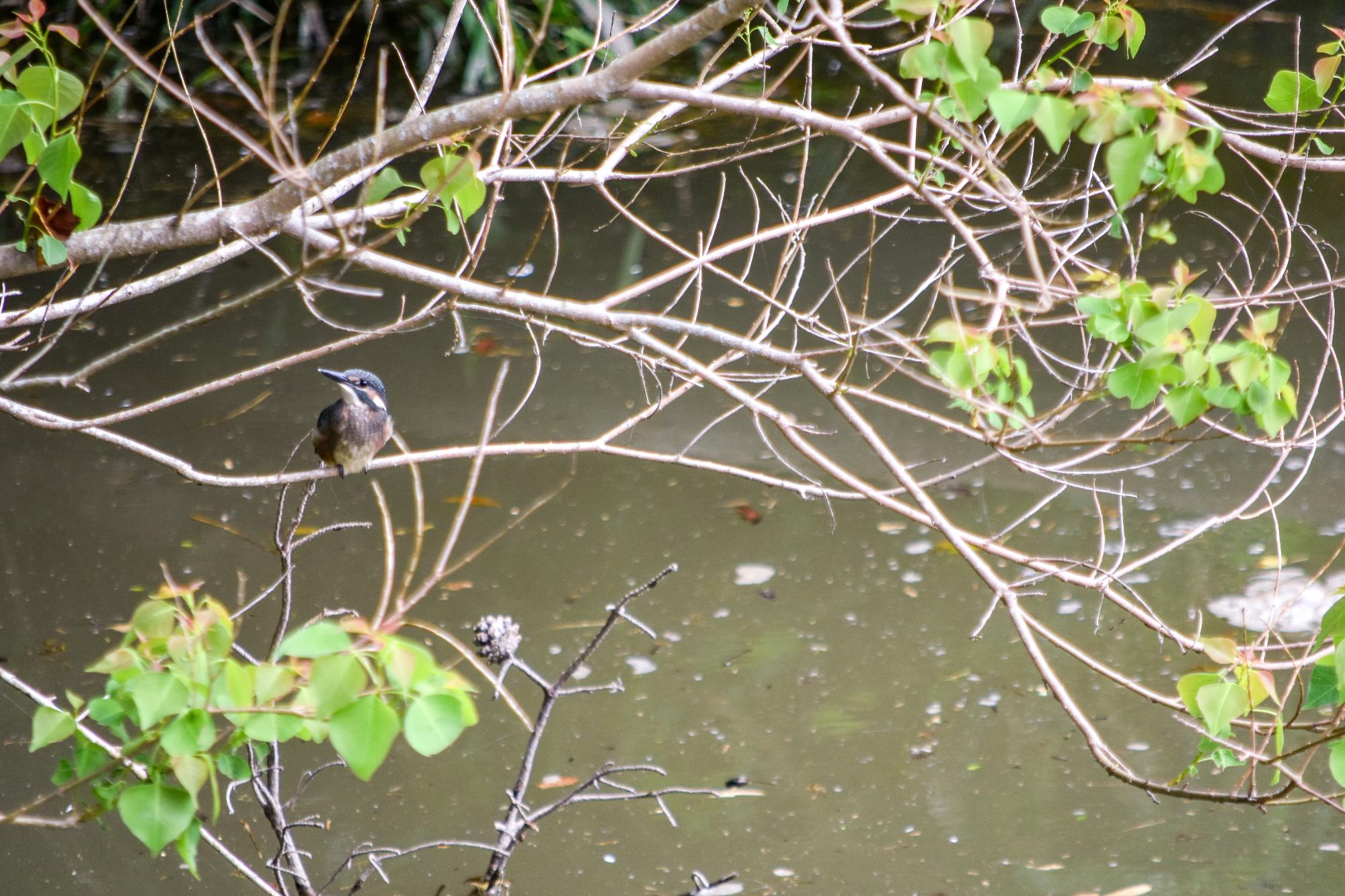 市の鳥、カワセミ