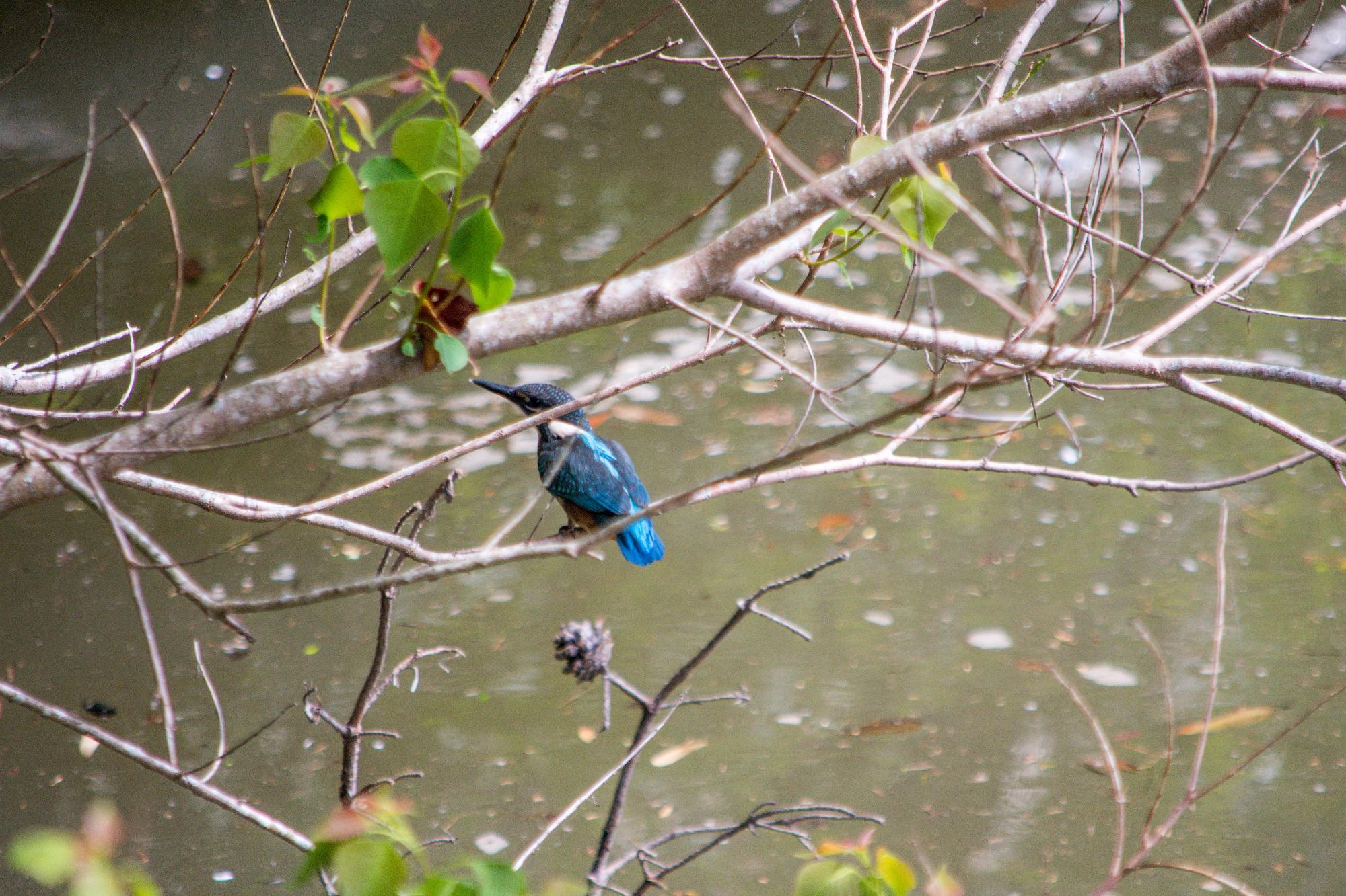 市の鳥、カワセミ