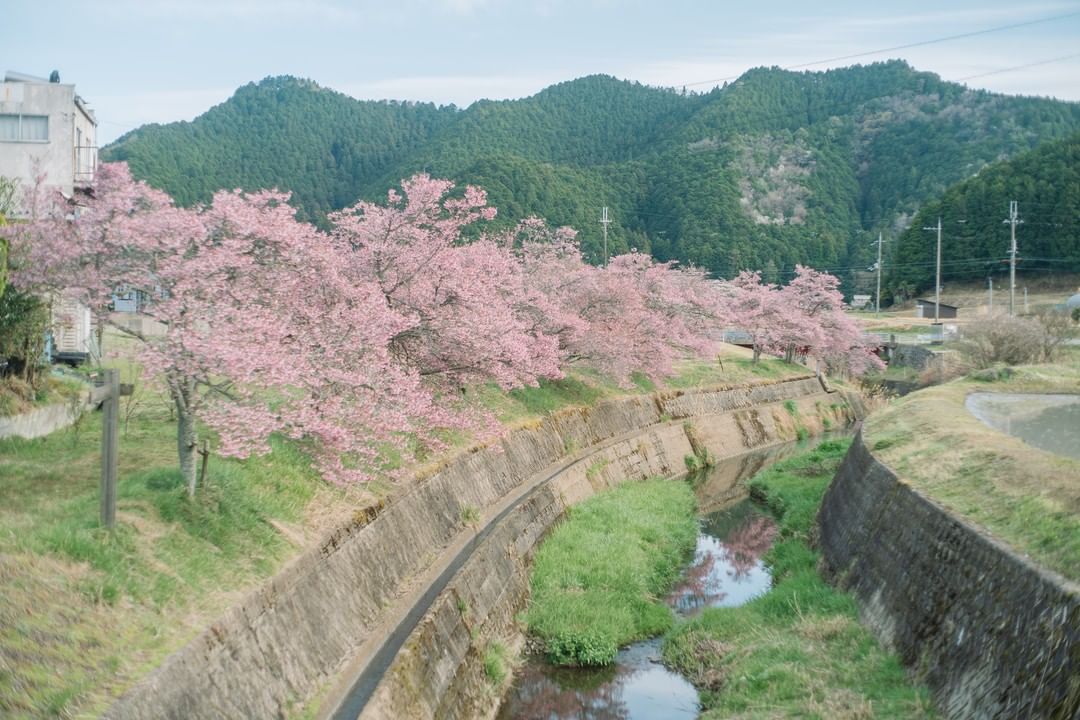 川沿いに桜が満開に咲いている