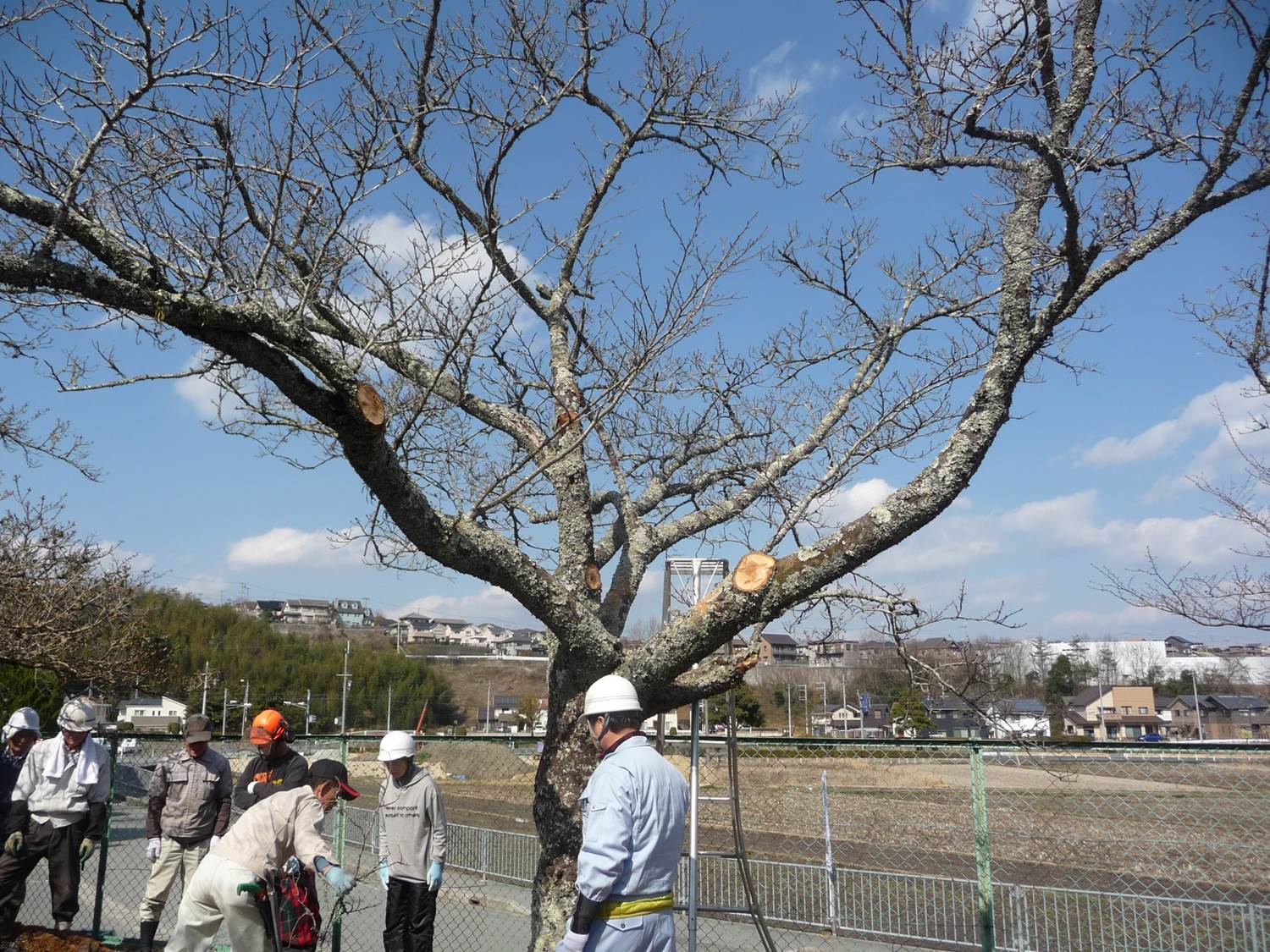 桜の選定方法の講習会