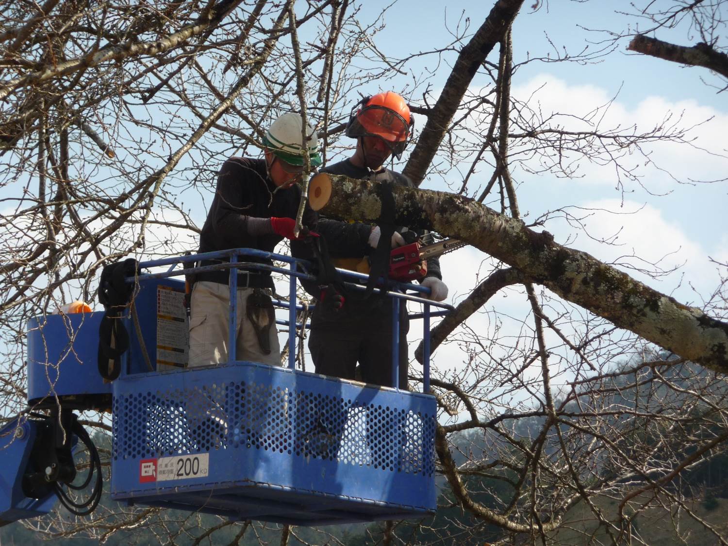 機械に乗って、桜の選定を行っている