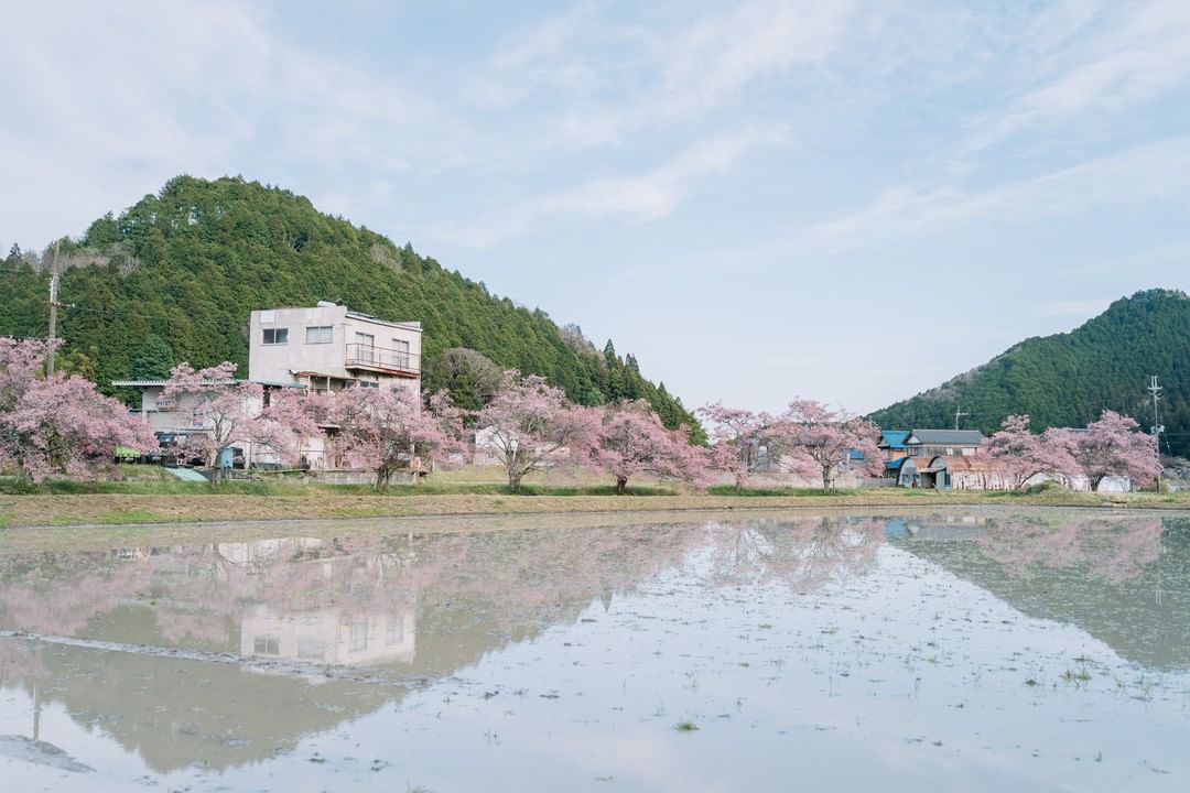 田んぼの周りに桜が満開に咲いている