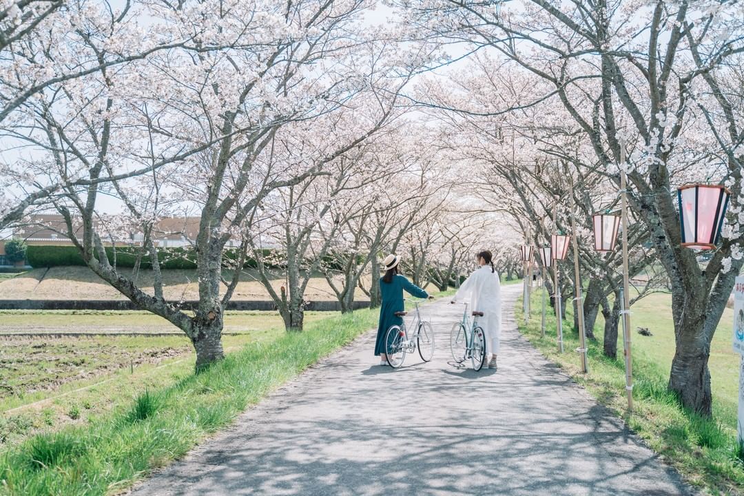河川敷に桜が咲いていて、女性が2人が自転車を押して歩いている