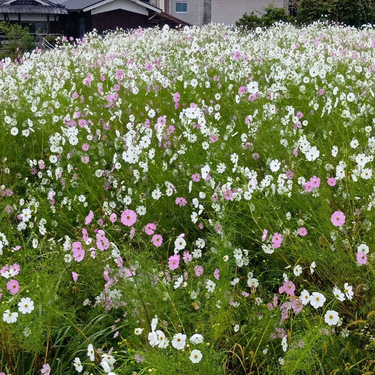 今田の白いコスモス畑の様子
