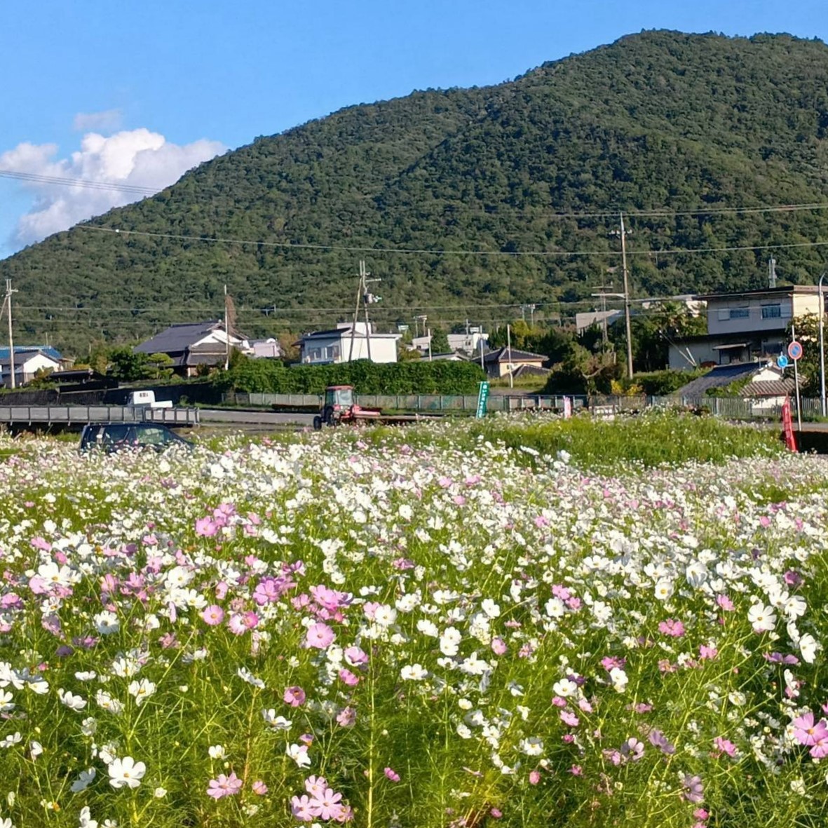 今田の白いコスモス畑の様子