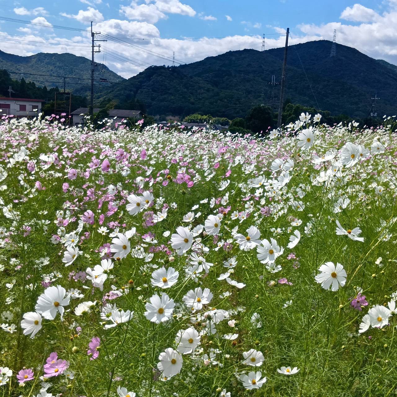 今田の白いコスモス畑の様子