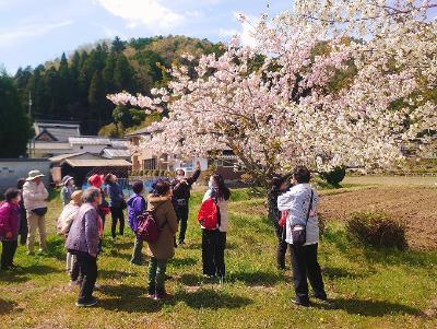 桜めぐりの様子