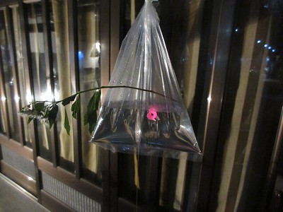 デカンショ祭りその1 6