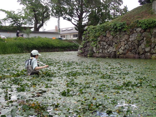 大量のヒシが浮かぶ水堀の中で、タモ網を持ちウシガエルを追い込んでいる男性の写真