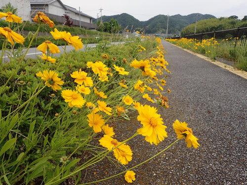 黄色い花 駆除に篠中生が協力 丹波ささやま写真新聞 丹波篠山市