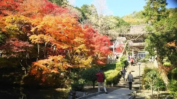 黄色や、赤いモミジの木と、その横を通る通行者の写真