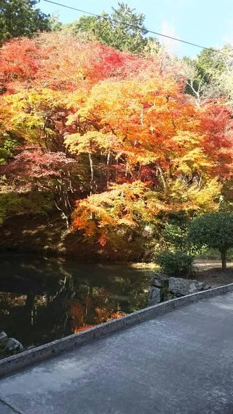 橋の上から写した水面にうつる、モミジの木の写真