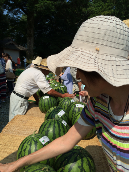 ゴザの上に沢山のスイカが並べられており、帽子を被った方々がスイカを触っている写真