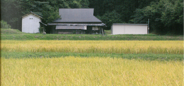 黄金色の稲穂が実のる田んぼが広がっており、その奥に1件の民家がある写真