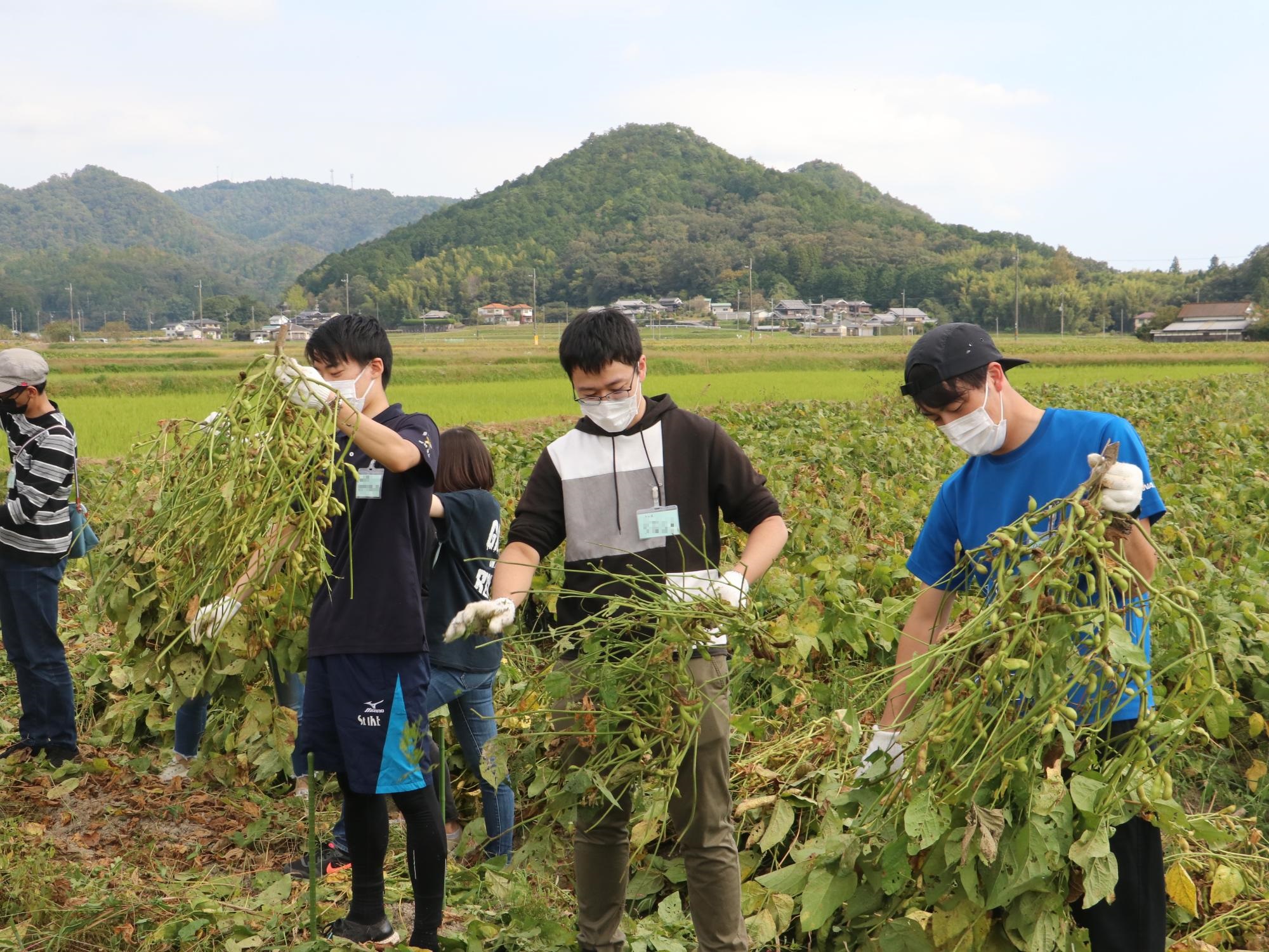 男性数人が収穫した黒枝豆のさやを落としている