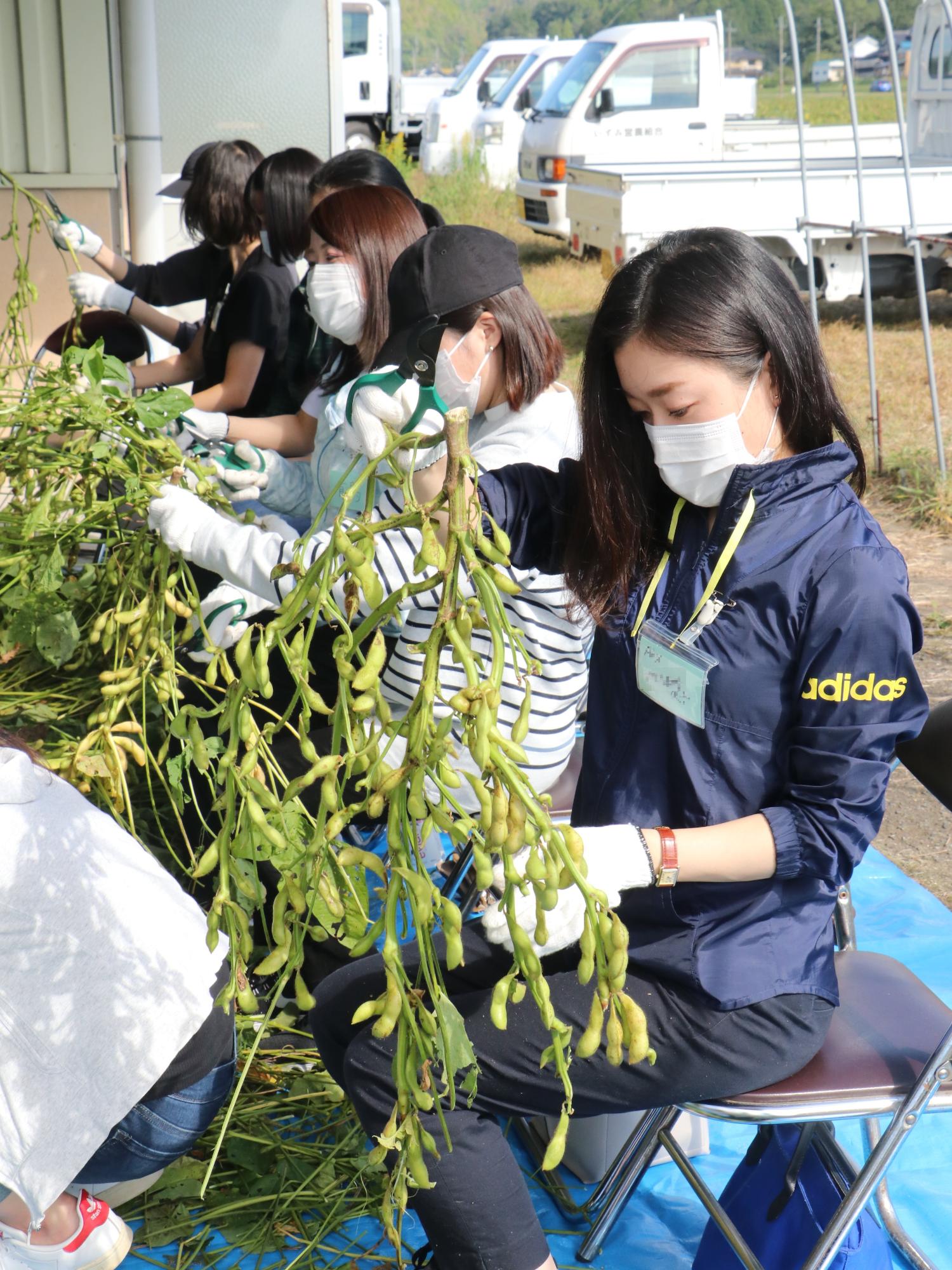パイプ椅子に座って数名の女性が黒枝豆の枝を切っている
