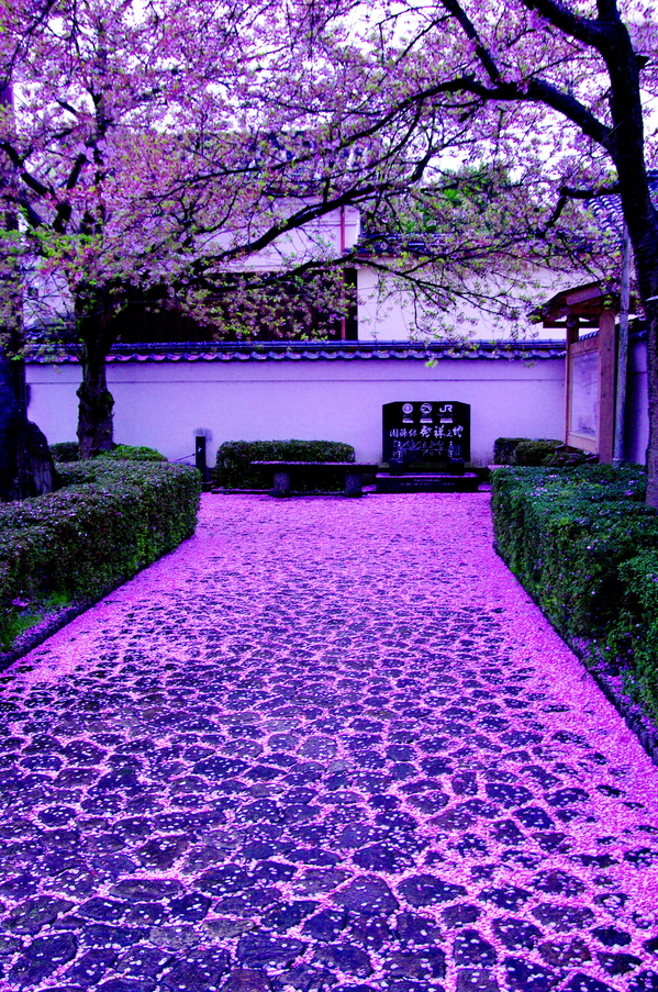 雨上がり道路に広がる紫色の花びらの写真
