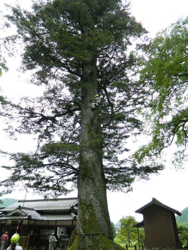 モミの木の中間あたりの高さまで登り作業をしている樹木医の方の写真