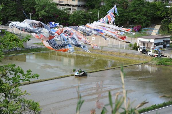 水のはった田んぼの上で、沢山の鯉のぼりが泳いでいる写真