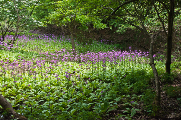 緑色の葉と紫色の花が咲く木々に囲まれている写真