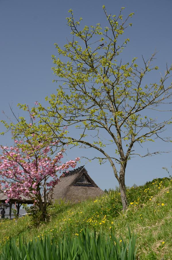 快晴の空に桃色の花が咲いている木とわらぶき家と緑の写真