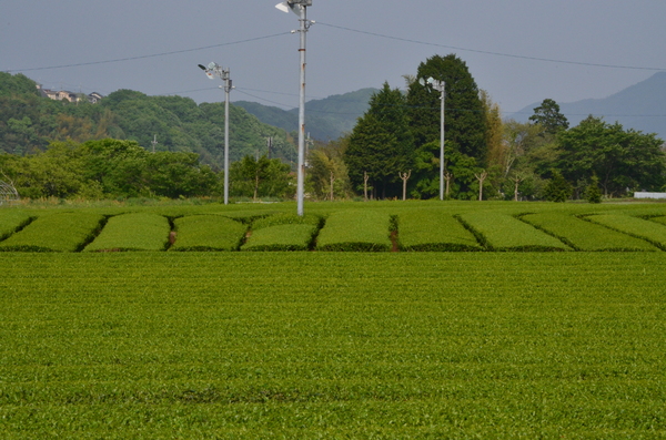 緑色いっぱいの茶畑の写真