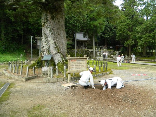 大山宮の追手神社の千年モミの前で樹木医の方2名が穴を掘り作業をしている写真