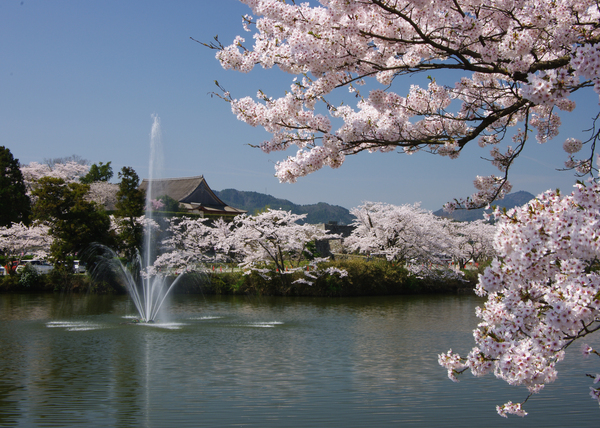 満開の桜と池の噴水が春を感じる写真