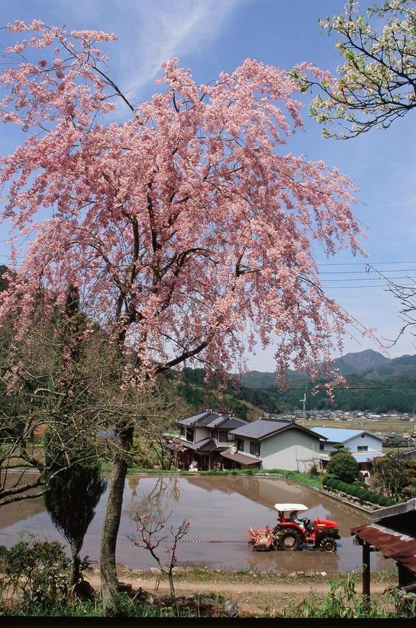 1本の桜満開の下で、田んぼでトラクターが作業をしている写真