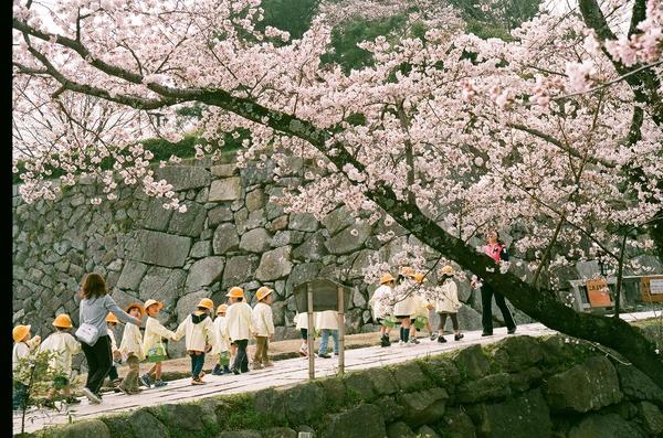 篠山城跡にある満開の桜の下を散歩する園児の写真
