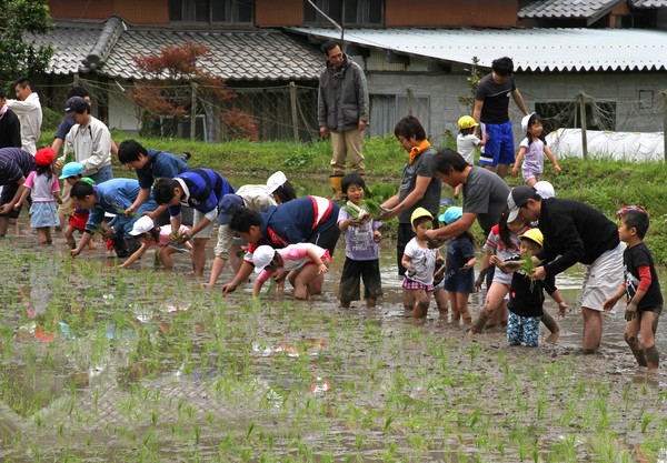 田んぼで田植え体験をしている子供達と保護者の写真