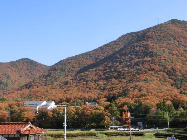 山一面、黄色に彩られた紅葉の写真