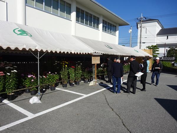 テントの中に沢山の菊の花があり菊を見ながら男性の方達が話をしている写真