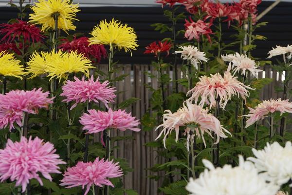 沢山の色とりどりの菊の花の写真