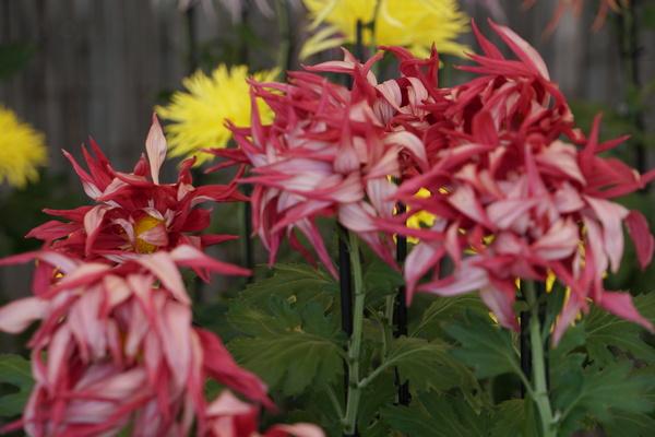 ピンクと白の混じった菊の花の写真