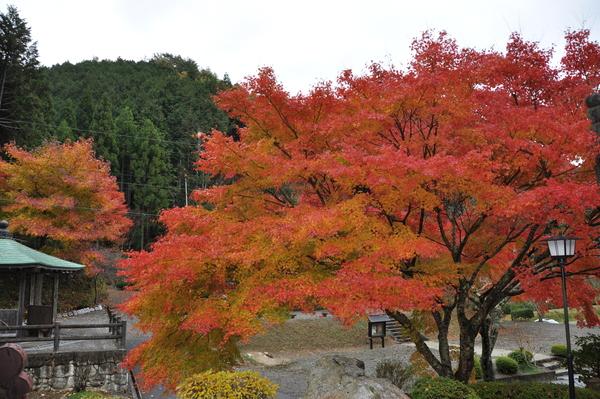 赤く染まりだしている大きなモミジの木の全体写真