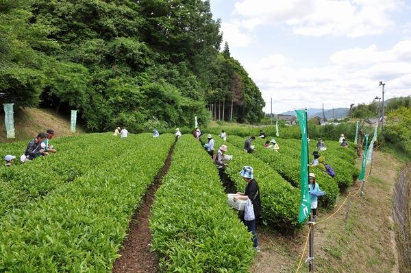 たくさんの参加者が茶の葉を摘み、透明な籠に茶の葉を入れている人々の写真