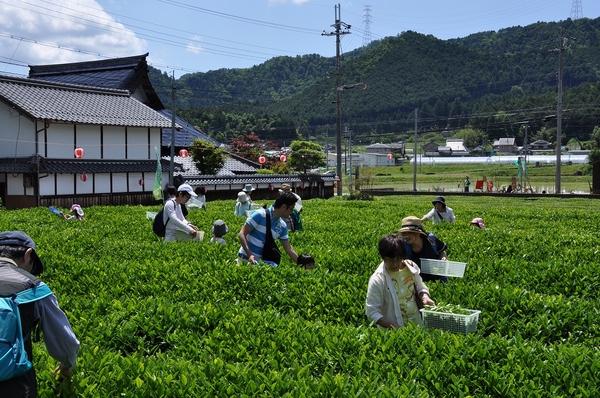 晴天の中、茶畑で茶の葉を摘んでいる人々の写真