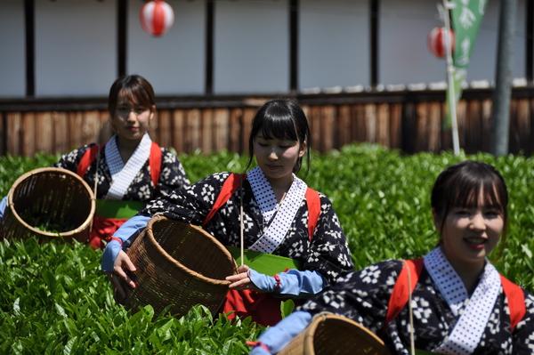 茶畑で籠を持ち、茶の葉を摘んでいる3名の茶娘の写真
