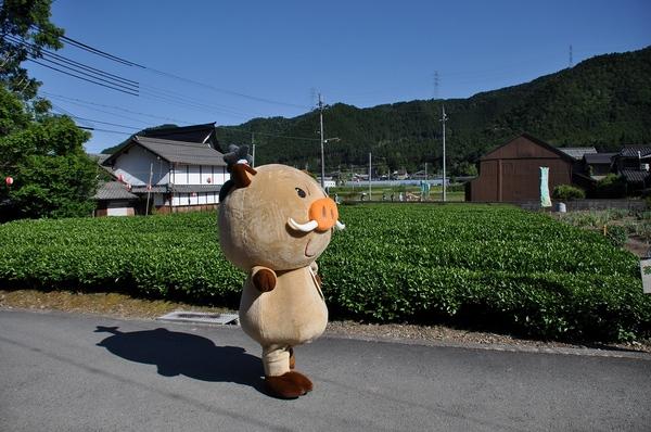 茶畑の横の沿道を歩いている、まるいのの写真