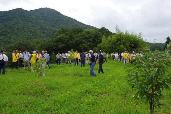 30名ほどの人々が栗の木のそばを見学しながら歩いている写真