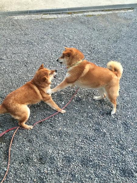 ワンちゃん2匹がじゃれ合って遊んでる写真