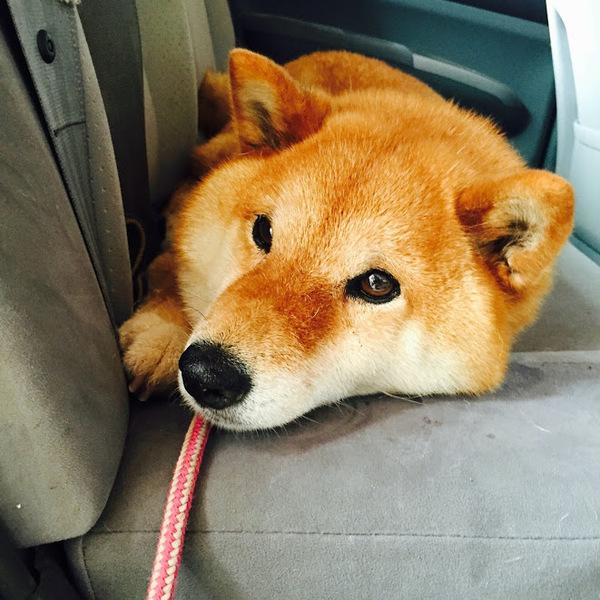 車内にうつ伏せで乗っているワンちゃんの顔のアップ写真