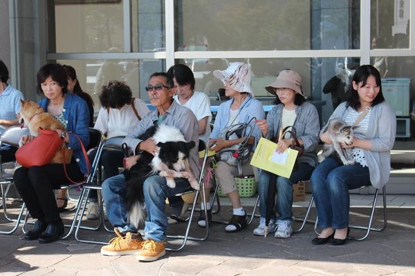 椅子に座っている飼い主さんの膝の上で抱っこされている長寿犬の写真
