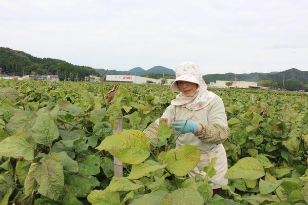枝豆畑の中で日よけ用の帽子をかぶった農家の女性が作業をしている写真