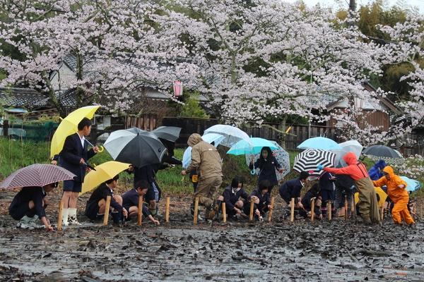 雨の中、ハスの苗の植え付けをしている生徒と農家さんの写真