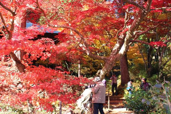 真っ赤に染まるモミジの木の下で、写真を取る人や、見ている人の写真