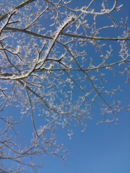 木の枝に結晶が出来ている写真
